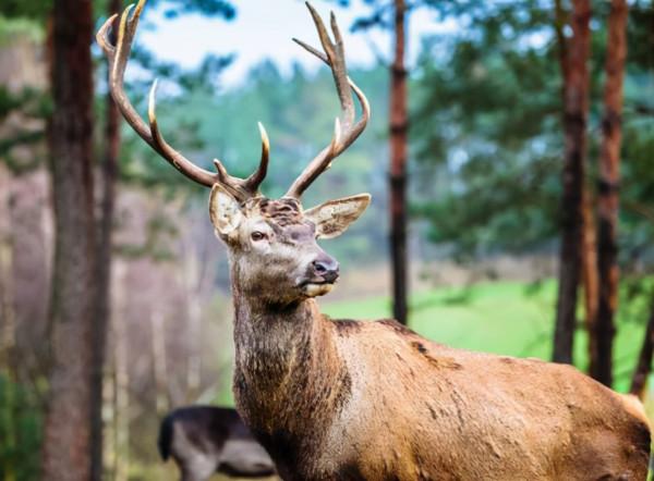 四川色達發現“四不像”，曾是姜子牙坐騎，如今是重點保護動物