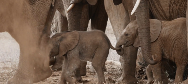 非洲特大旱災，動物屍橫遍野，50歲大象女王用智慧拯救族群