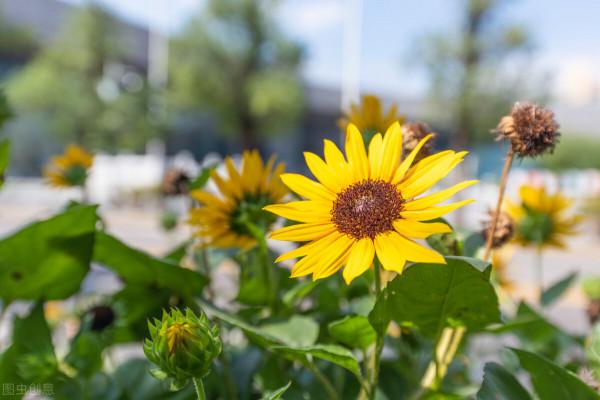 揭秘!每天跟著太陽走,向日葵真的“向日”嗎? 揭秘!每天跟著太陽走,向日葵真的“向日”嗎?
