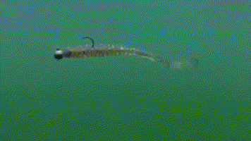 五花八門的軟蟲釣組，你知道高手們都是怎麼用的嗎？