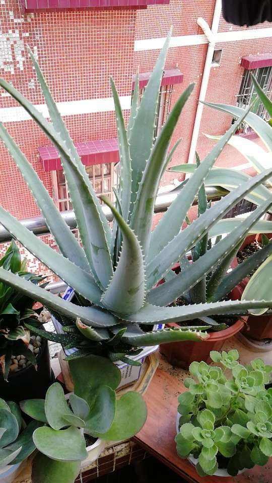 &OpenCurlyDoubleQuote;養不死&rdquo;的7種花，不用管也爆盆，輕鬆養成&OpenCurlyDoubleQuote;老花樹&rdquo;，