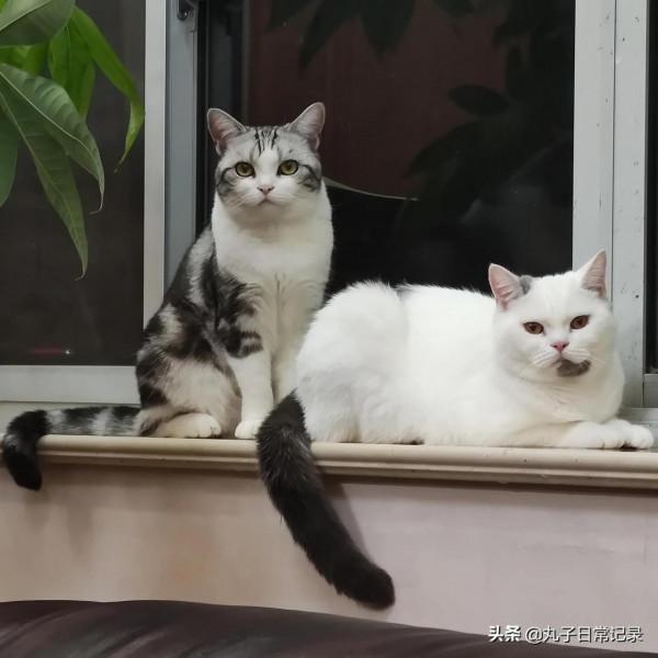 小貓咪從小到大的變化有多大 小貓咪從小到大的變化有多大