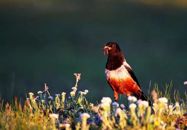 川西美景欣賞 川西美景欣賞