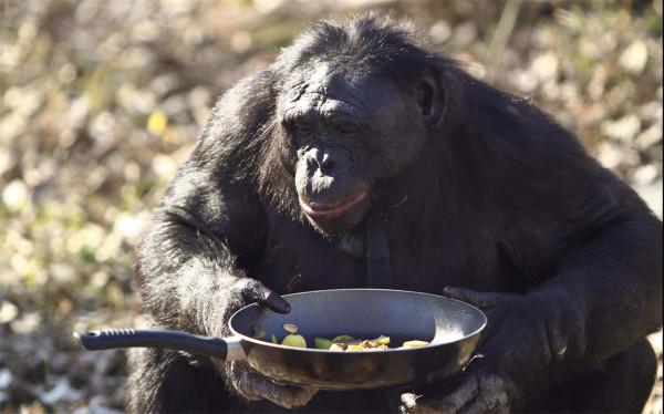 全球最聰明的十種動物,哪一個動物上榜是你沒有想到的? 全球最聰明的十種動物,哪一個動物上榜是你沒有想到的?