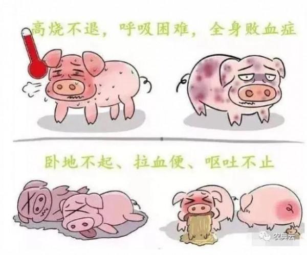 非洲豬瘟你瞭解嗎？教你幾招來辨別