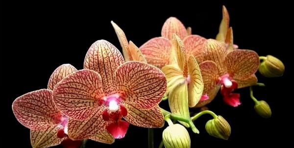 蘭花：部分種類圖鑑