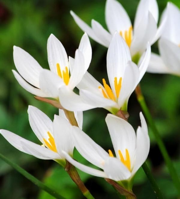 秋天常見的60種花，最全花卉圖譜，收藏起來慢慢看