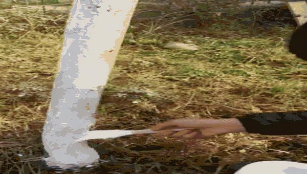 美塗塗白劑與石灰塗白劑的區別及樹幹塗白劑成分有害嗎？