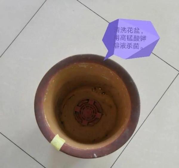 7種花有個小機關,找對位置開啟它,新芽爆滿盆 7種花有個小機關,找對位置開啟它,新芽爆滿盆