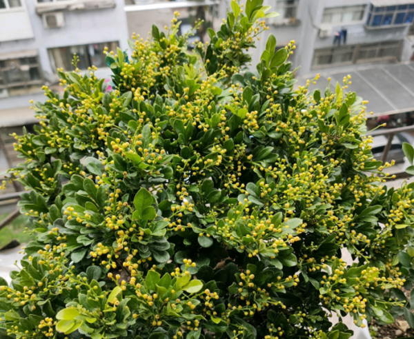 5種“漂亮花”特怕冷，低溫下澆水？凍死一片，現在保溫才關鍵