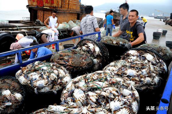 梭子蟹重回30元，草魚跌破5元，黃顙慘遭大跌，石斑爛市，咋回事