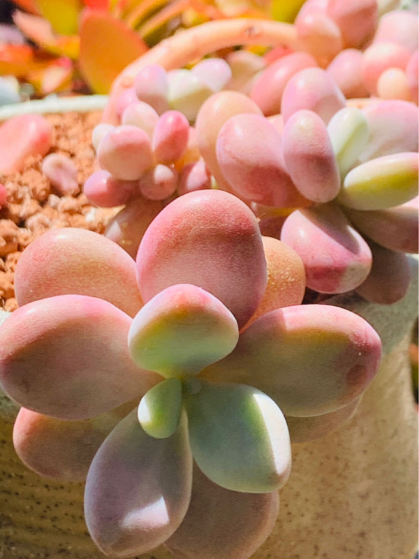 2021年流行的19種多肉,3塊錢能買一堆,種土裡明年“小崽爆盆” 2021年流行的19種多肉,3塊錢能買一堆,種土裡明年“小崽爆盆”