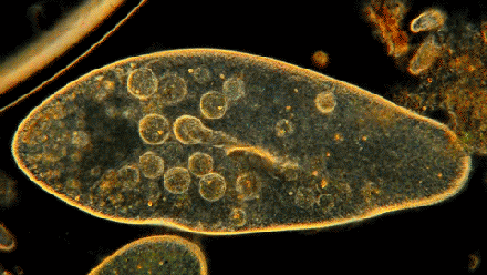高中生物：難得一見的生物動圖，用gif清晰展示生命活動
