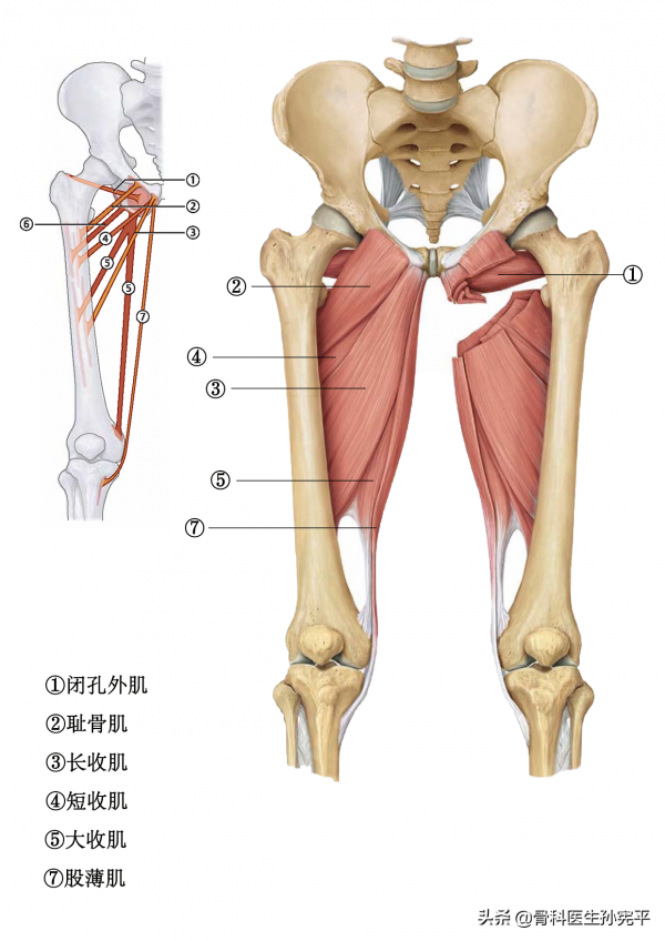 解剖圖譜｜最全面的下肢肌肉解剖圖譜