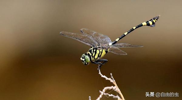 蜻蜓目之小團扇春蜓
