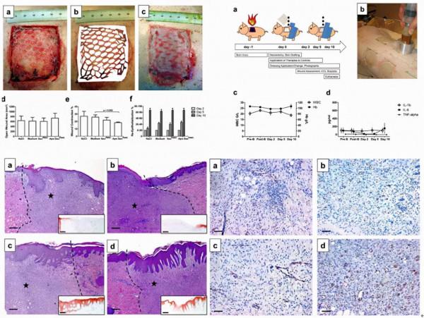 科普彙總｜間充質幹細胞分泌物在面板病研究中的應用