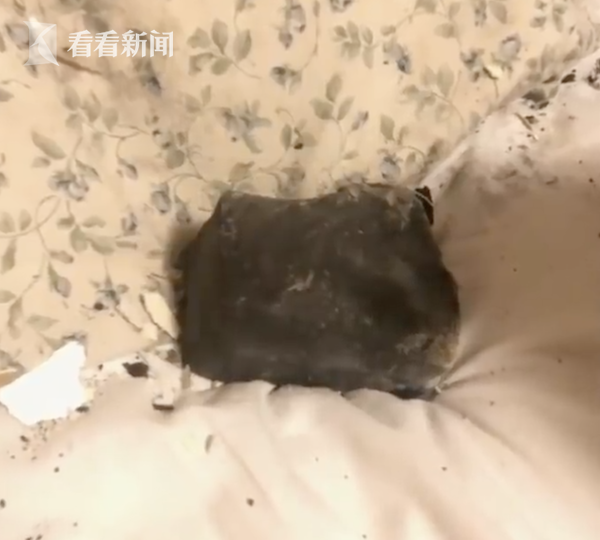 加拿大女子半夜被狗叫醒 隨後一顆隕石砸落枕邊 加拿大女子半夜被狗叫醒 隨後一顆隕石砸落枕邊