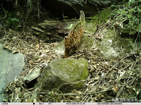 #網聚雲南相約COP15#比雪豹罕見！“獨行俠”雲貓現身高黎貢山