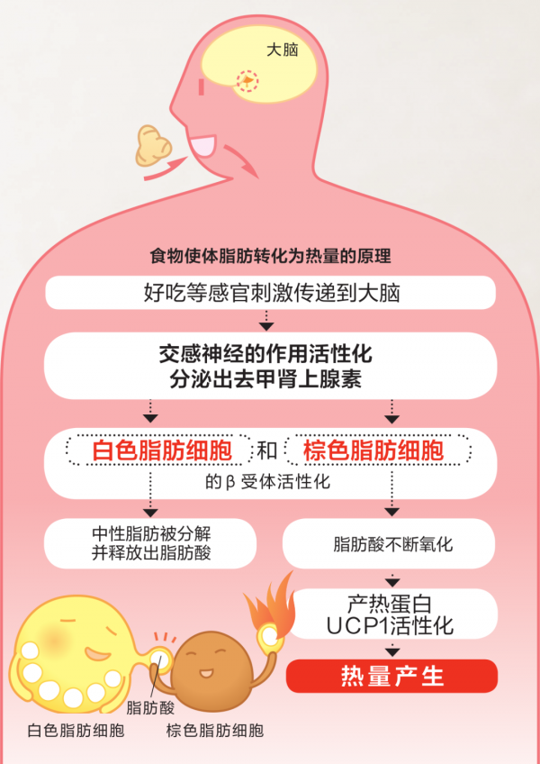 吃了也不會胖！15種提升代謝的食材指南