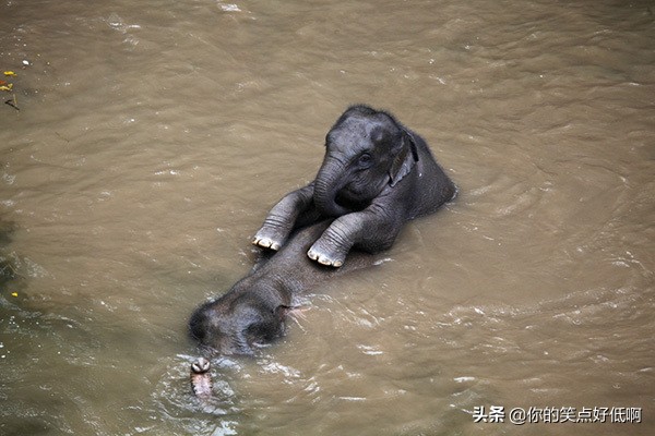難得一見！40個另類的小象寶寶