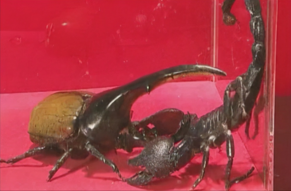 長戟大兜蟲在日本人氣暴漲，為何中國卻不準養？它的危害有多大？