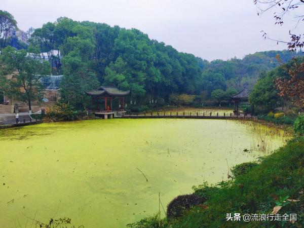 只是逛個公園，沒想卻有這麼多景點，看到臘梅確實讓人格外驚喜