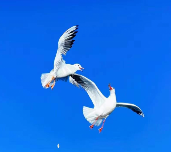 快來，瀘沽湖的冬日精靈，想和你交個朋友！