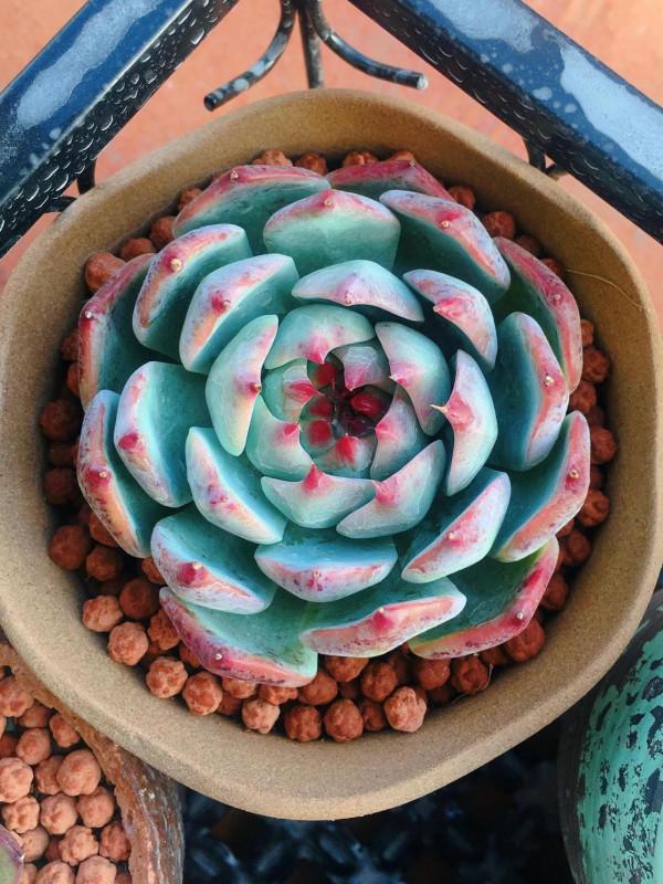 落日餘暉映照下的多肉