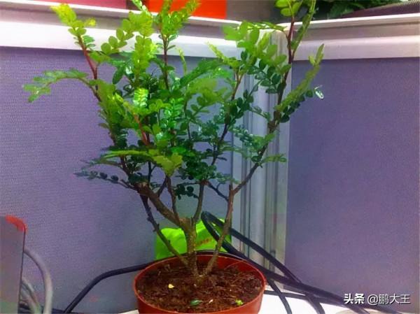 客廳想“提香”，多香的花都不及這“2種樹”，耐聞不膩香哭了