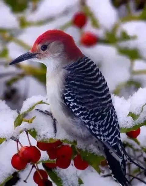 分享圖片——鳥戀花 兒