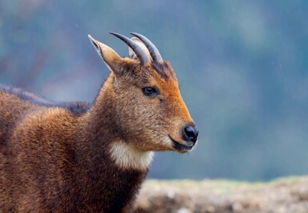 林草科普|徐永春鏡頭中的高原獸影