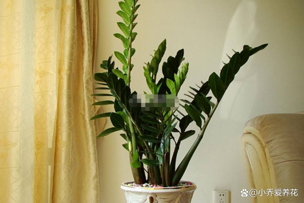 開春修剪這5種花，生長旺盛，盆裡全是新枝