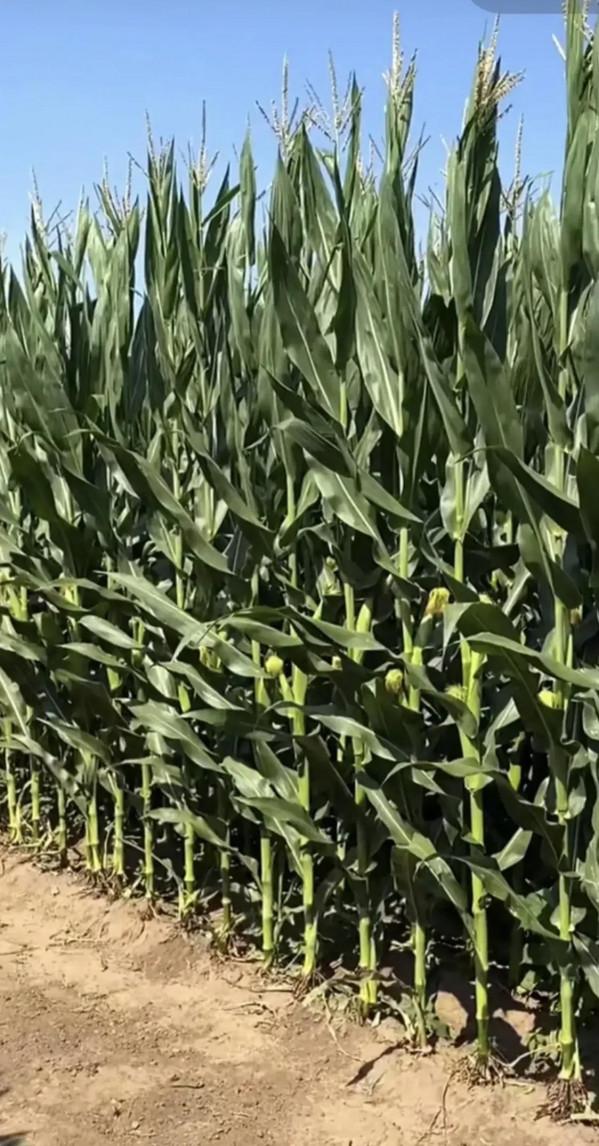 抗鏽病抗倒伏,耐高溫適應廣,國審玉米新秀“祺華703”值得關注 抗鏽病抗倒伏,耐高溫適應廣,國審玉米新秀“祺華703”值得關注