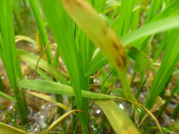 水稻稻瘟病的嚴重性都來看看，防治不好減產不少