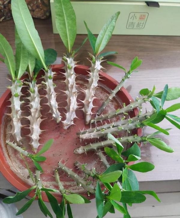 容易因多澆水而死的“10種花”，想要養好，管住手，少澆水