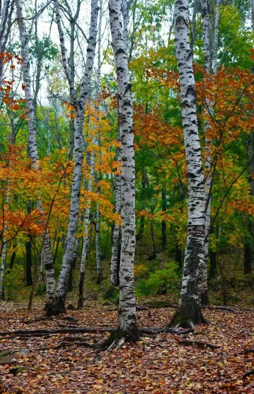 ​十月的喇叭溝彩葉漫山溪水潺潺美翻啦! ​十月的喇叭溝彩葉漫山溪水潺潺美翻啦!