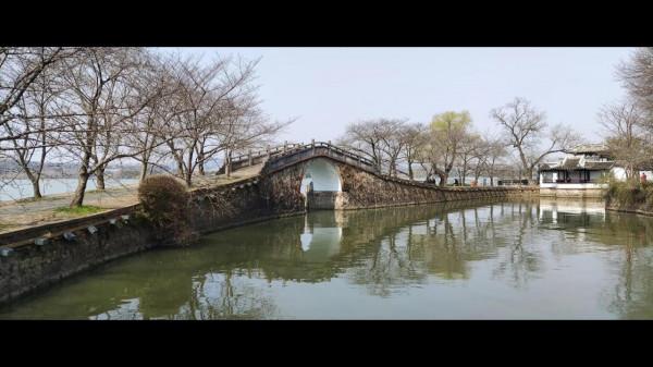 黿頭渚櫻花先睹為快