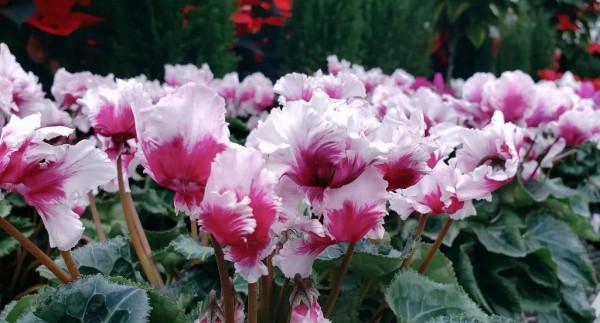 6種養室內窗臺上可以經常開花的小盆栽，南北地區的花友都適合養