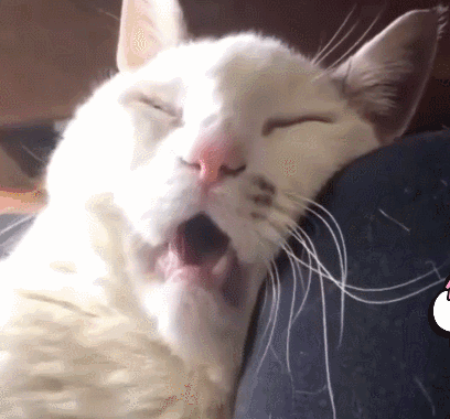 貓咪可以接地氣，但千萬不能接地府