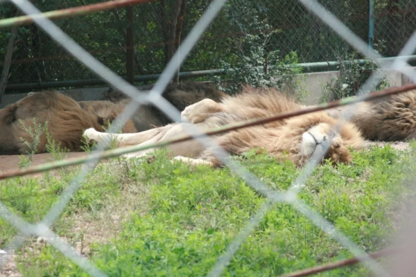 「諾粉來稿」14萬公里奇駿再出發，5000公里暢遊西北