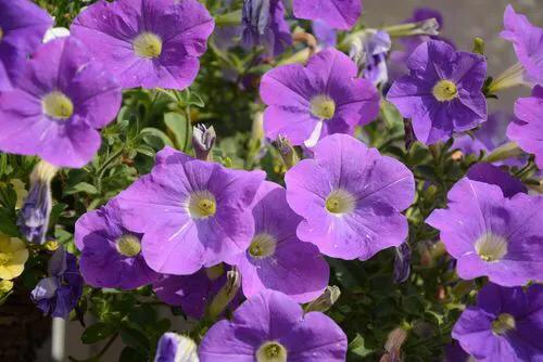 花壇皇后矮牽牛，五彩斑斕飲露秋