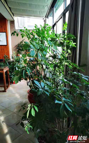 最美陽臺丨買過多套房,為何卻傾心這一套的大陽臺? 最美陽臺丨買過多套房,為何卻傾心這一套的大陽臺?