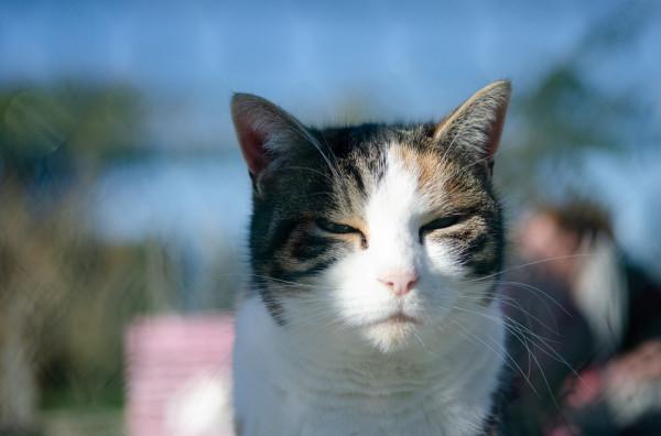 now貓糧 如何挑選一隻優秀的無毛貓,無毛貓的歷史你真的瞭解嗎? now貓糧 如何挑選一隻優秀的無毛貓,無毛貓的歷史你真的瞭解嗎?