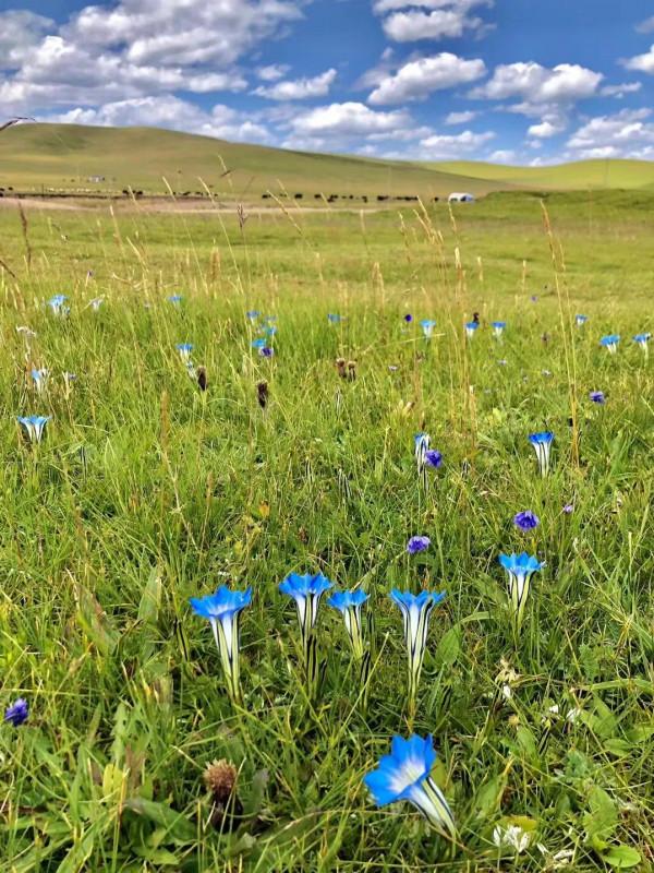 不曾想,青海還有個蒙古族自治縣,他們是成吉思汗的後裔…… 不曾想,青海還有個蒙古族自治縣,他們是成吉思汗的後裔……