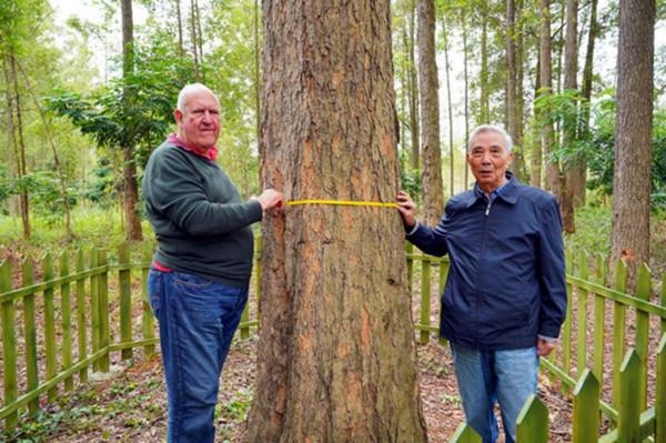 “魚和熊掌，兼得”，長得快材質又好的大花序桉