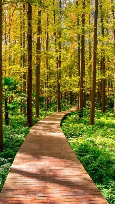 今天，邂逅一場浪漫的崇明“賞葉之旅”