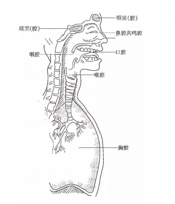 都在模仿“天上飛”，但是在它看來可大不相同 | 科學小館兒