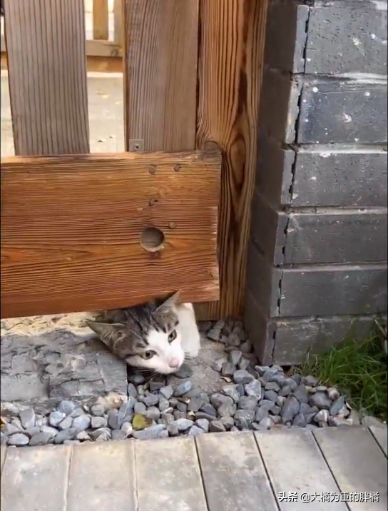 流浪貓多次上門求收養，被拒後仍不死心“擠進去”，結果被打臉