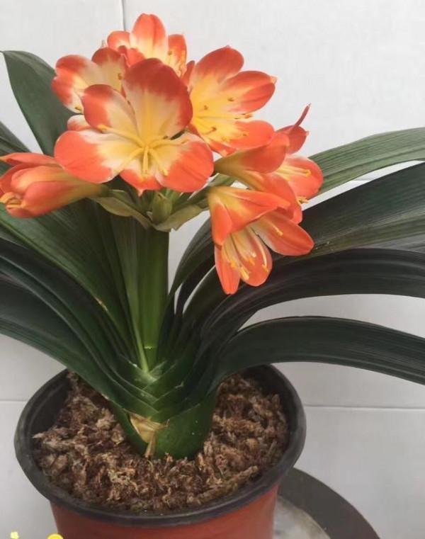 這種&OpenCurlyDoubleQuote;常見水&rdquo;才是真的&OpenCurlyDoubleQuote;萬能肥&rdquo;，比起腐葉土、淘米水強百倍