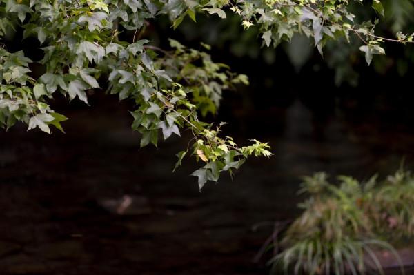陰天過路石門森林公園